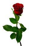 tadidesigns019017.jpg