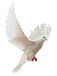 tadidesigns019020.jpg